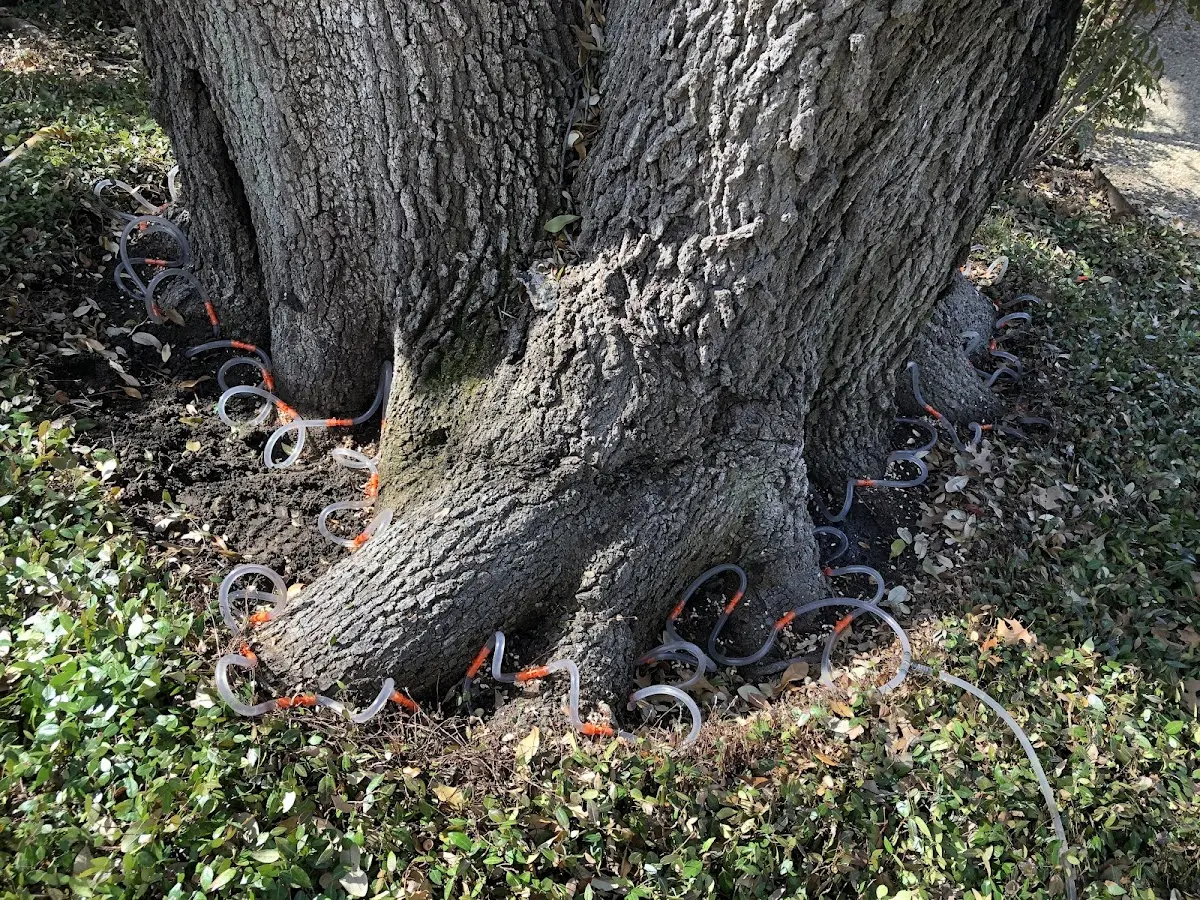 Detailed Tree Cabling and Bracing job site in Port Hadlock